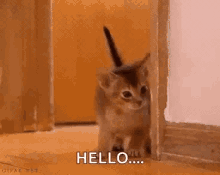Shy kitten