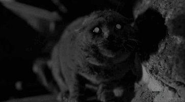 Tumblr 6d83256e7ac40ad4e6af0f7560417940 4d095e87 500