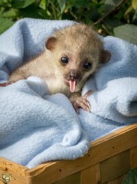 2021 05 24 orphaned kinkajou found alone only a few days old 03 766x1024