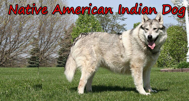 Native american indian dog