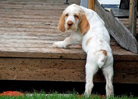 Spinone italiano puppy on deck 516816092 b13af3352398441b8646ac99e08f886f