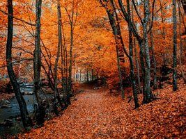 Autumn path foliage forest trees autumn colors 11570333217pfxzyc2ayv