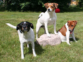 Danish Swedish Farmdog 01
