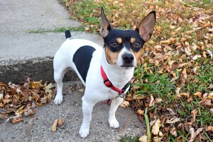 Decker Rat Terrier dog breed information and pictures