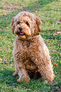 2 ganarascan dog les palenik