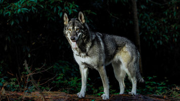 C11cdc 1b238e1ae1364a7c94d04e76d755cf72mv2