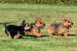 Norfolk terrier 3