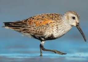 Dunlin