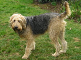 Otterhound 1 1030x771
