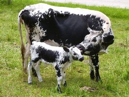 7ca003ec0da2f5979aeee2a658c84d6a