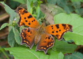 Eastern Comma NC 8 14 2007 SaraBright