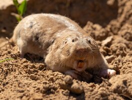 20250516 Halls Pocket Gopher Geomys jugossicularis 1024x781