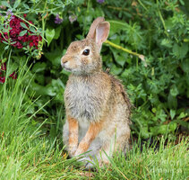 Eastern cottontail ricky l jones