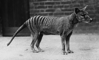 Thylacine