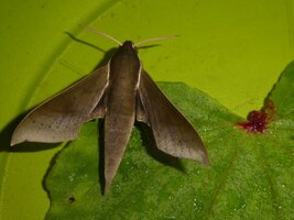 Xylophanes juanita KL43mm