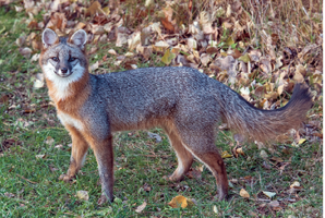 Gray Fox 4 PSundberg 960x645