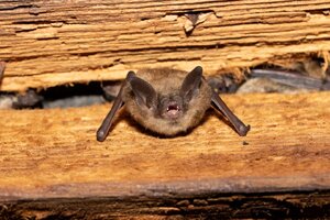 Bats little brown pepperell troy gipps 6691