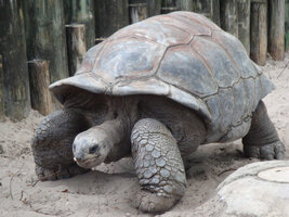 A gigantea Aldabra Giant Tortoise