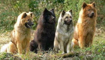 Eurasier