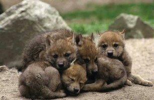 72e17b830881494df90eaff76020ce55  wolf puppies baby wolves