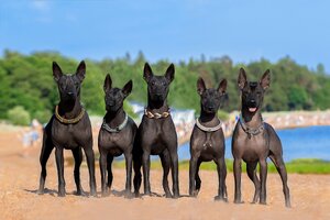 Xoloitzcuintle  scaled