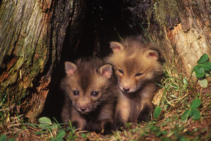 Red fox pups thomas and pat leeson