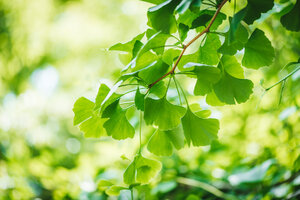 Maidenhair Tree Ginkgo biloba Weston Nurseries