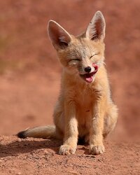 Kit fox