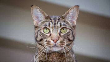 Ocicat2