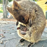 Quokka