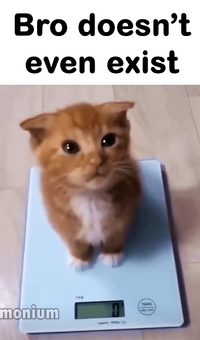 Existent non existent cat 0 damage 0 shield 10 speed good v0 r6us62bxmzbd1