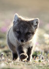 Tundra fox puppy