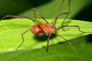 Opiliones 57a956dd3df78cf4599c670a