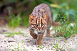 Rusty spotted cat stalking her prey in nature 1200x800
