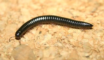 Millipede Julida Ommatiulus 1