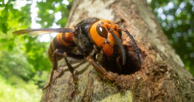 Asian giant hornet queen wiki commons yasunori koide
