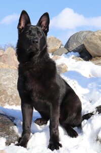 East European Shepherd 3