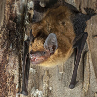 Big brown bat