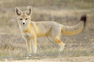 Images of a Kit Fox