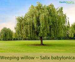 Traditional-uses-and-benefits-of-Weeping-willow.png