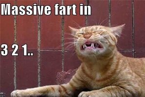 Cat fart meme