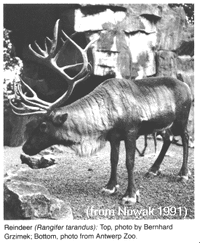 Rangifer tarandus Reindeer