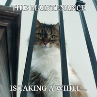 Cat meme 1772179606182