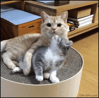 Cat Lick GIF   Cat Lick Love   Discover  Share GIFs