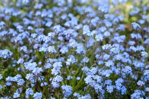 2048x1365 Myosotis Grow Guide LI3098493 0ec3f0a