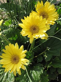 Festival Yellow Gerbera Daisy