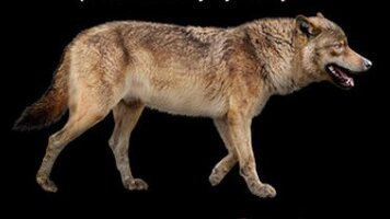Canis lupus spelaeus Canis lupus maximus Pleistocene gray wolf 797x638 2