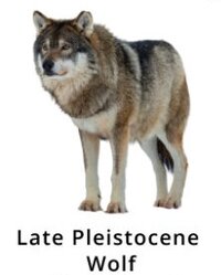 Extinct Wolves 825x1024
