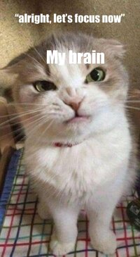 Here are some cat memes i made for everyone here v0 uq1ssz6uctbf1