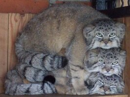 Manul stack